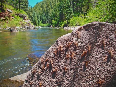 Piedra River Fathers Day