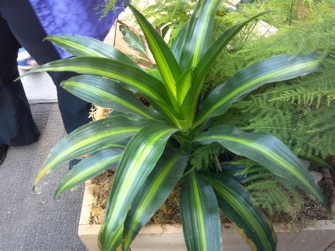 87 Awesome Dracaena Species List Insectza
