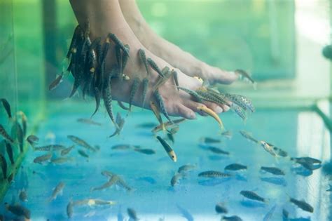 Premium Photo Fish Spa Pedicure Pedicure Fish Spa Rufa Garra Fish