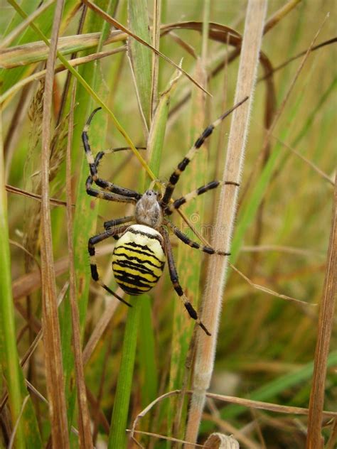 1715 Yellow Striped Spider Stock Photos Free And Royalty Free Stock