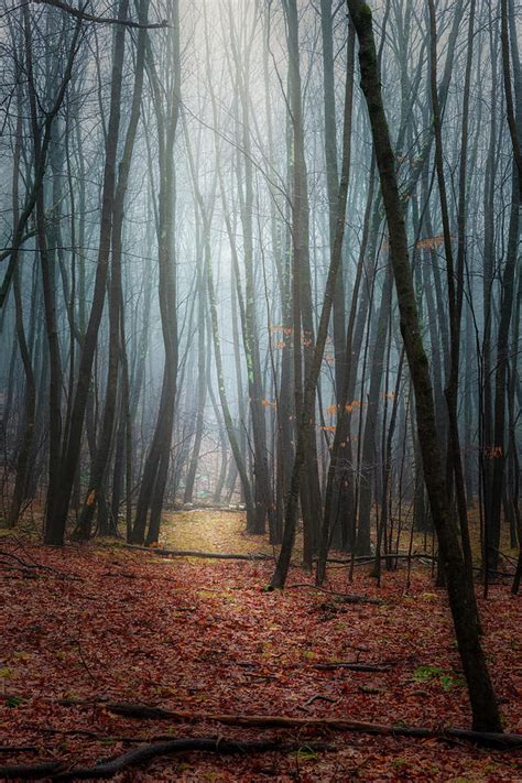 Into The Misty Forest Photograph By Bill Wakeley Fine Art America