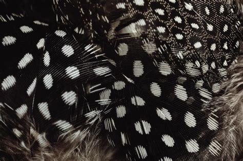 Premium Photo A Close Up Of A Black And White Birds Feathers