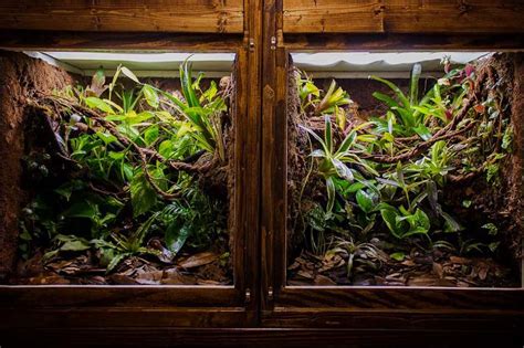 Crested Gecko Enclosures Whats The Best Choice Exopetguides