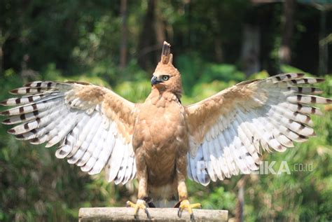 Download 12 Gambar Burung Garuda Merupakan Terupdate Permadi Trijaya