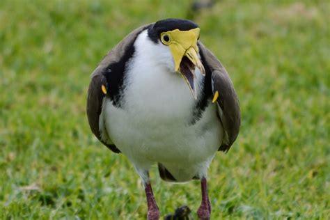 Masked Lapwings Swoop And Scream But Only Because Theyre Loving