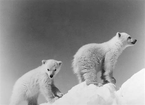 Polar Bear Cubs Nphotographed 20th Century Poster Print By Granger