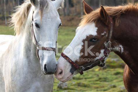 Horses In Love Stock Photo Royalty Free Freeimages