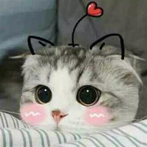 pp couple kucing kece
