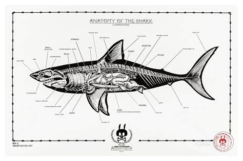 ANATOMY OF THE SHARK: ANATOMY SHEET NO. 16 - Rabbit Eye Movement Inc.