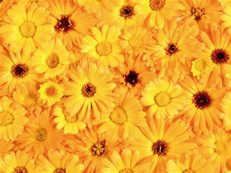 Yellow Flowers Texture Flowers Flower Background Flower Texture