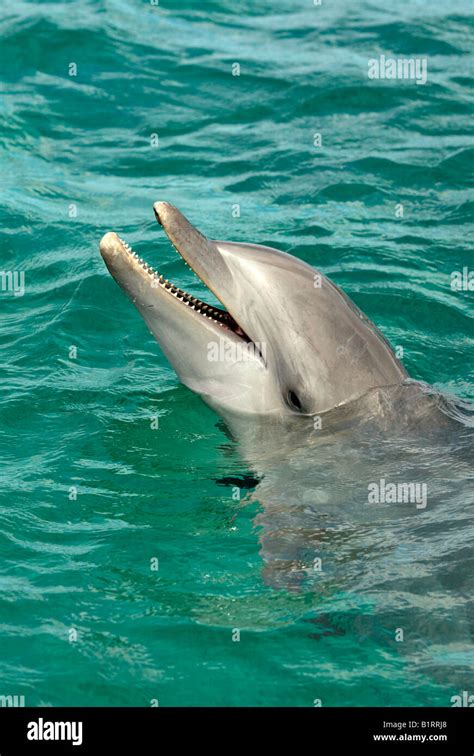 Common Bottlenose Dolphin Tursiops Truncatus Caribbean Roatan