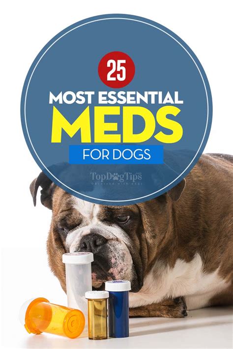 25 Most Essential Dog Meds Why And When Your Dogs Need Them