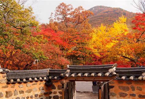 South Korea Autumn Weather - Rove.me