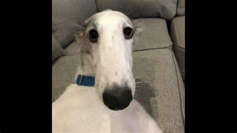Dog Named Apollo ‘wants To Know If His Nose Looks Too Big In This