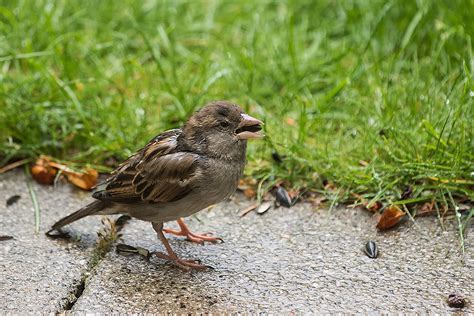 Spatz fans can be found everywhere, in large numbers after a few turbulent years, the existing spatz employees in the production and repair centre have now been joined by further employees in zurich. Spatz Foto & Bild | natur, tiere, vögel Bilder auf ...
