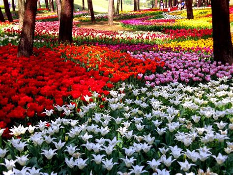 imagenes de flores naturales Gallery