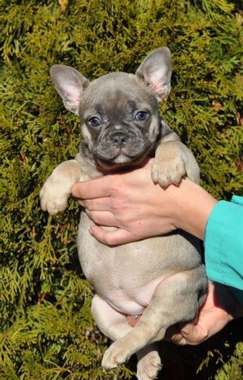 French bulldog puppies for sale. French Bulldog Puppies For Sale | Pewaukee, WI #264217