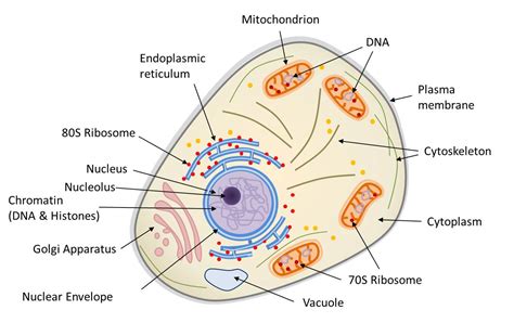 Key Differences Between Prokaryotic And Eukaryotic Cells Cbse