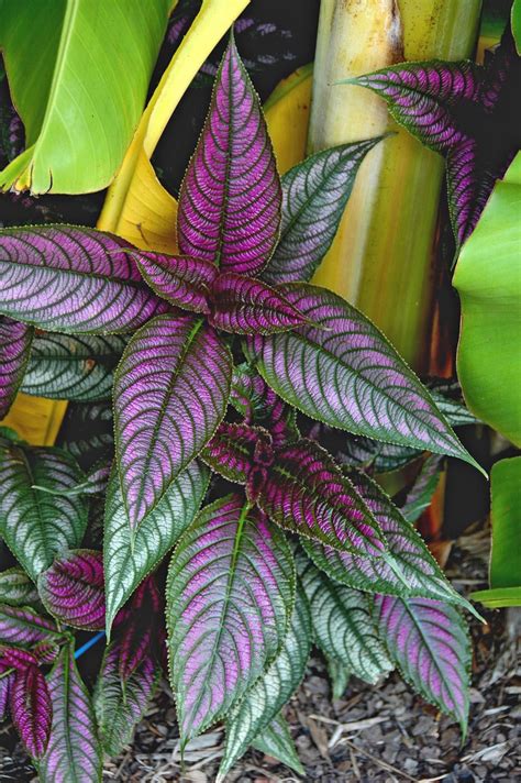 Vibrant blooms are a focal point in the landscape, and there are a range of flowering trees that thrive in south florida and introduce color, texture and shape to your property. Persian shield...best in hot, humid climates like Florida ...
