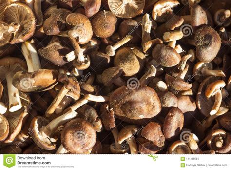 Armillaria Honey Agaric A Lot Of Fresh Edible Mushrooms Stock Photo