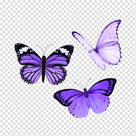 Both the black and orange colors symbolize different things. Butterfly Drawing, Insect, Glasswing Butterfly, Menelaus ...