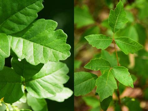 Poison Ivy Vs Poison Oak Whats The Real Difference Bob Vila