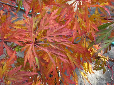 Victoria Gardens Fab Fab Fall Foliage Green Cascade Japanese Maple