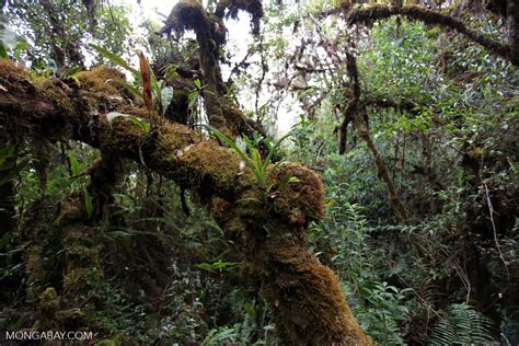 Cloud Forest In Peru Wayquecha Andes0396