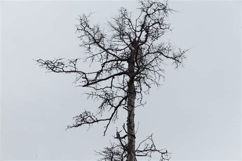 Dry Tree Against Cloudless Sky In Winter · Free Stock Photo