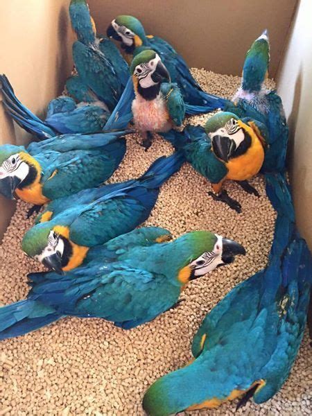 Macaw Birds For Sale Allentown Pa 202312 Petzlover