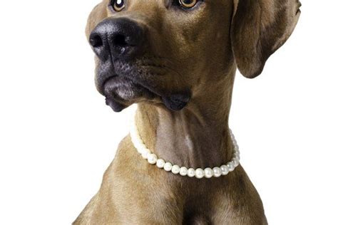 Dog With Pearl Necklace Dogs Dog Photos Graphic