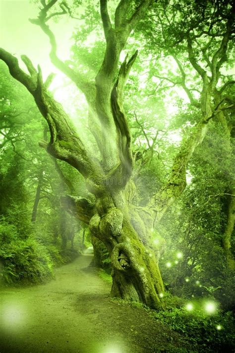 Enchanted Forest Royalty Free Stock Photography Image 15728067