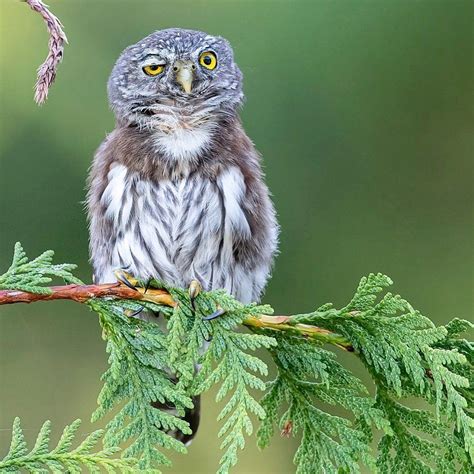 Anthony On Instagram Juvenile Northern Pygmy Owl After A