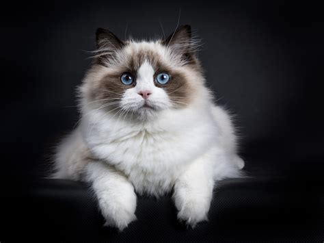 15 Of The Fluffiest Cat Breeds View Pets