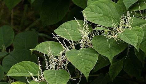The use of contact type herbicides to kill japanese knotweed may appear to be successful, however, it isn't since it only kills the shoots and leaves. How to get rid of Japanese knotweed organically | InsightWeeds