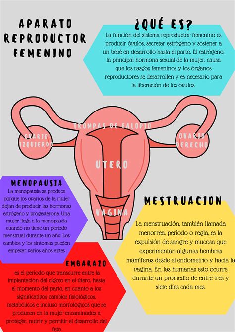 Infografia Del Aparato Reproductor Femenino Salvabrani Porn Sex Picture