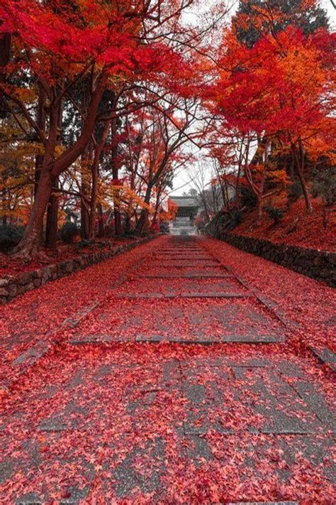 Autumn Pathway Fall Pictures Japan 25 Beautiful