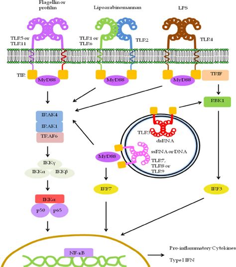 Schematic Overview Of Toll Like Receptor Tlr Signaling Pathway Lps Hot Sex Picture