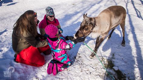 Snowmobile Safari To See Reindeer Taxari Travel Agency Lapland