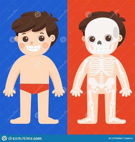 Vetor Da Anatomia Do Corpo Da Criança Parte De Esqueleto Humana