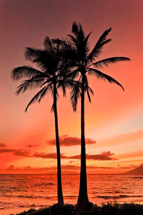 Two Sunset Palms Photograph By Nature Photographer Fine Art America