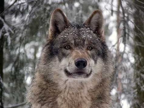 Eurasian Wolf Facts Most Powerful Wolf Species