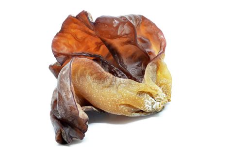 Kostenlose lieferung für viele artikel! Schwarzer Pilz, Das Ohr-Pilz Des Juden Stockfoto - Bild ...