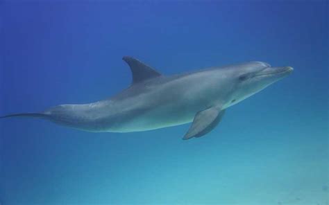 Dolphin Intelligence Dolphins World