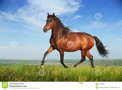 Beautiful Brown Horse Running Trot Stock Image Image Of
