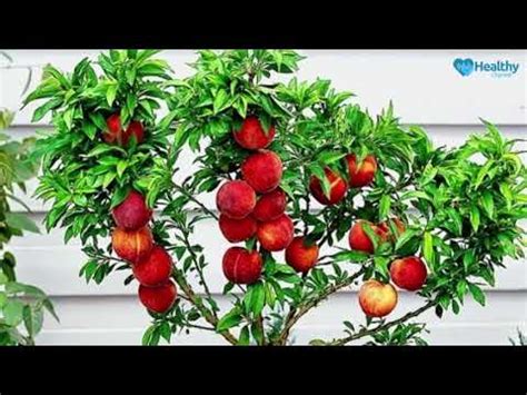 However, you can still grow an orange tree in a cold climate with care in winter. 6 Fruit Trees You Can Grow In Pots Easily - Healthy ...