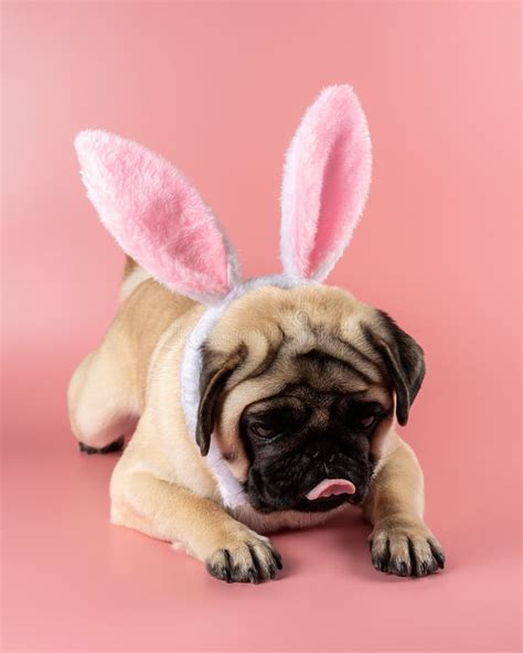 Funny Pug Dog Wearing Easter Bunny Ears On Pink Background Stock Photo