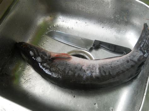 خان طومان‎) is a village in northern syria, administratively part of the mount simeon district of aleppo governorate, located southwest of aleppo. my sweet story: Ikan Toman