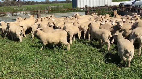 sth suffolk x primeline mixed sex lambs youtube