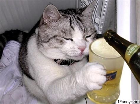 Cat Drinking Beer